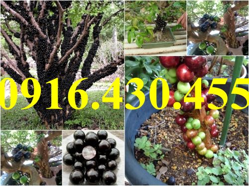Cây giống nho thân gỗ đ